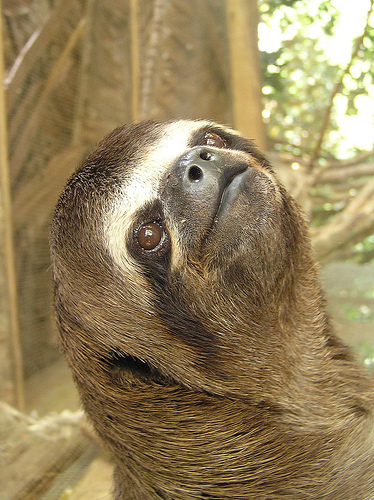 sloth photo by pierre pouliquin at flickr -cc