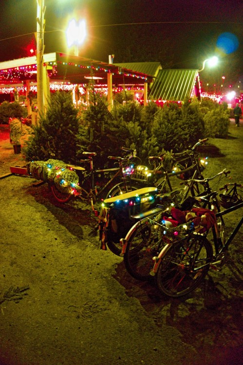 Tree and bikes_DSC8679 (Large)